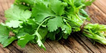 Beneficios de comer cilantro en tu dieta