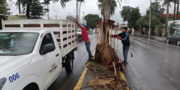 Lluvias torrenciales provocan caída de árboles y ramas