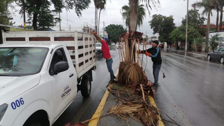 Lluvias torrenciales provocan caída de árboles y ramas