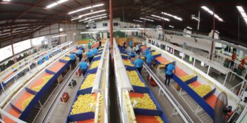 Naranja de Tamaulipas sigue conquistando a consumidores de EU