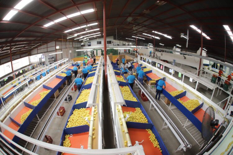 Naranja de Tamaulipas sigue conquistando a consumidores de EU