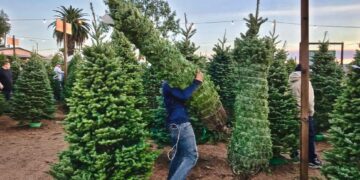 Profepa frenará entrada a Tamaulipas de árboles de navidad con plagas