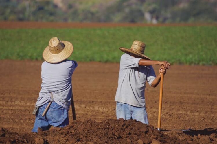 Sector agrícola de Tamaulipas endeudados con créditos