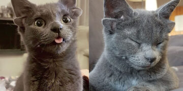 Midas la gata de 4 orejas causa sensación en Redes Sociales