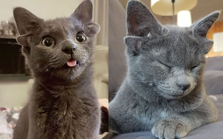 Midas la gata de 4 orejas causa sensación en Redes Sociales