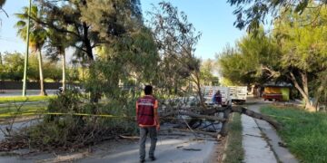 Activa Gobierno de Victoria operativo de limpieza y retiró de árboles caídos.