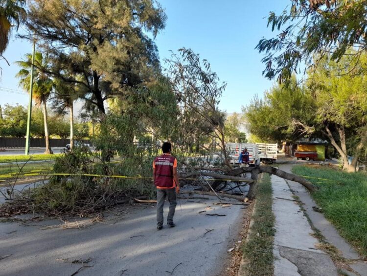 Activa Gobierno de Victoria operativo de limpieza y retiró de árboles caídos.