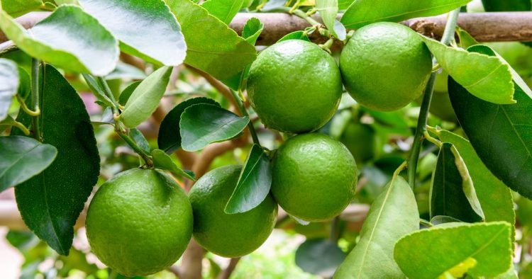 No bajara precio del limon y otros productos en 2022
