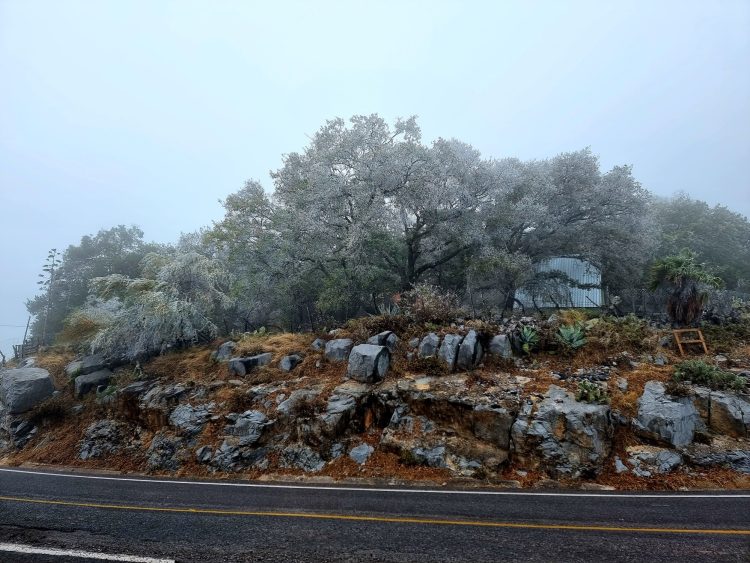Frente frío congela la Sierra Madre en Tamaulipas