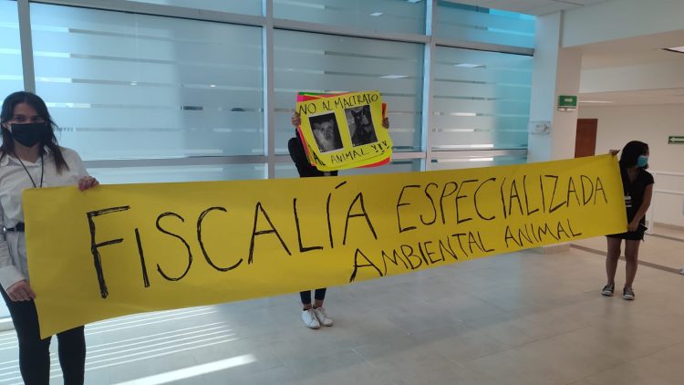 Denuncian crueldad animal: «crufican» mascotas