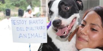 Refugios animales de la capital se encuentran llenos