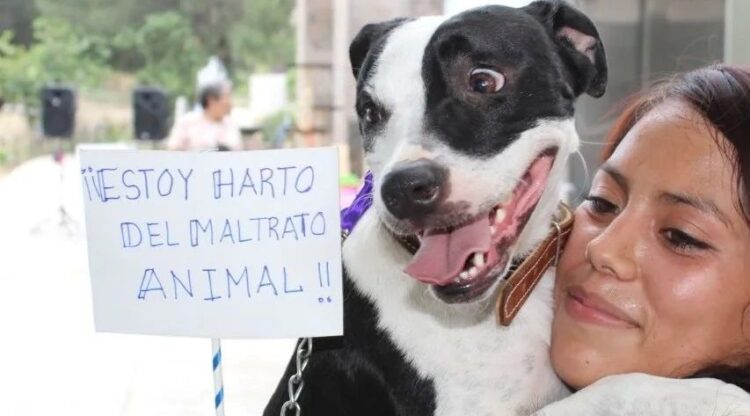 Refugios animales de la capital se encuentran llenos