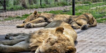 Llegan al Zoológico Tamatán 6 felinos, entre ellos un león blanco
