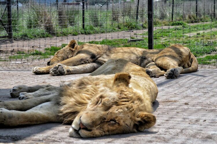 Llegan al Zoológico Tamatán 6 felinos, entre ellos un león blanco
