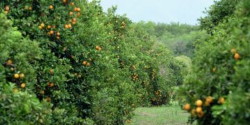 Apoyan a citricultores afectados por la sequía en Tamaulipas