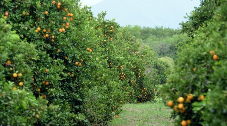 Apoyan a citricultores afectados por la sequía en Tamaulipas
