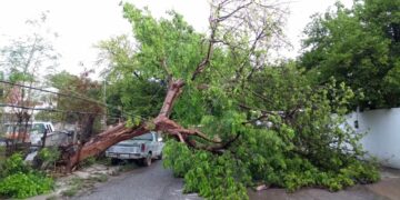 Cae árbol sobre poste de luz, CFE trabaja en el lugar