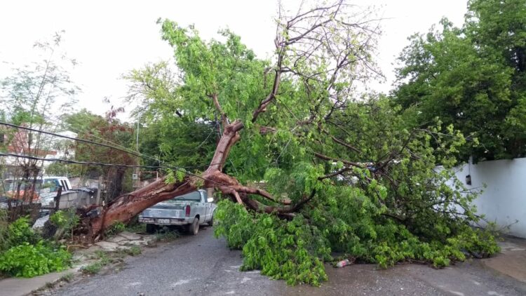 Cae árbol sobre poste de luz, CFE trabaja en el lugar