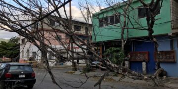 Vientos del frente frío derriban árboles en Ciudad Victoria