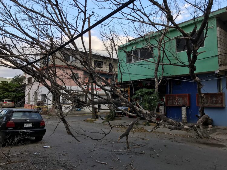 Vientos del frente frío derriban árboles en Ciudad Victoria