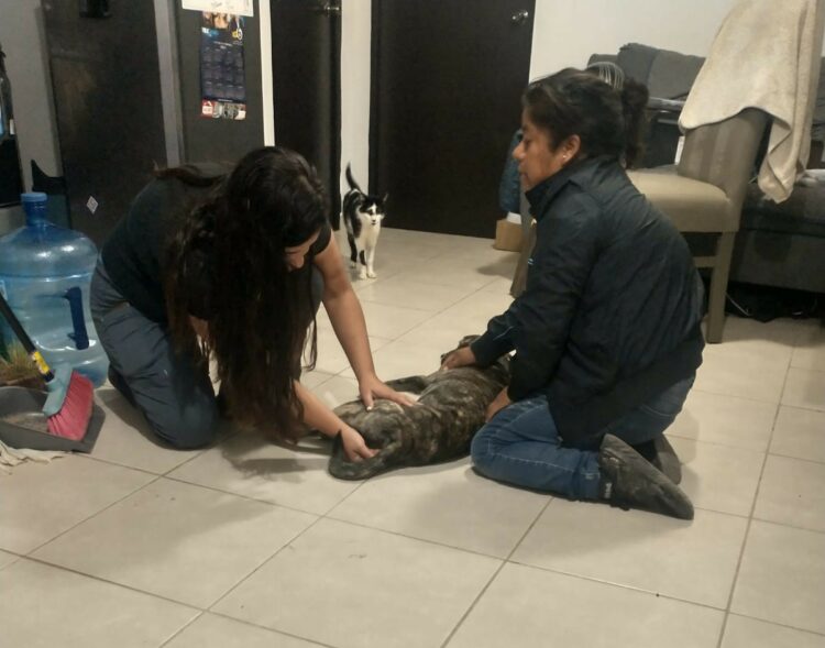 Mascotas lesionadas tras celebridades de la Virgen De Guadalupe.