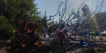 Cae árbol de gran magnitud en el Fraccionamiento Villas del Bosque en Ciudad Victoria.