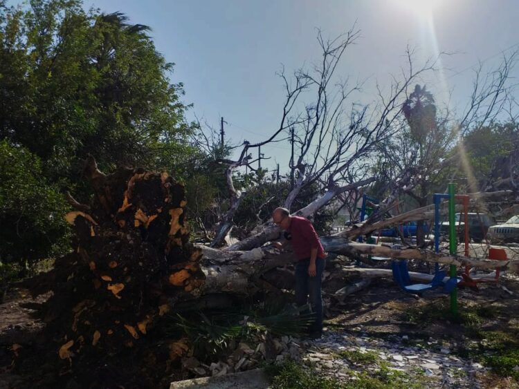 Cae árbol de gran magnitud en el Fraccionamiento Villas del Bosque en Ciudad Victoria.