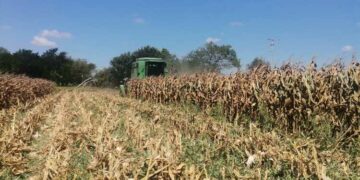 Sequía afecta 21 mil hectáreas de sorgo en Tamaulipas