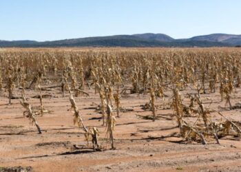 Agricultura padece sequía en Tamaulipas