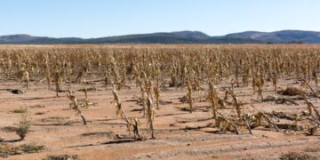Agricultura padece sequía en Tamaulipas