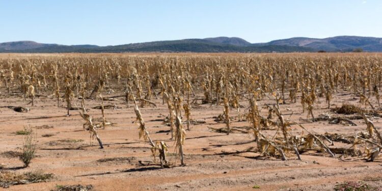 Agricultura padece sequía en Tamaulipas