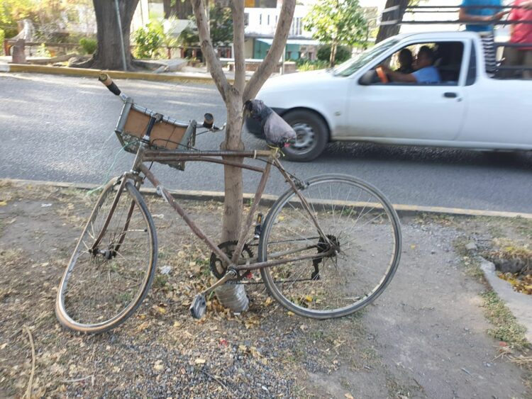 Ciclista de la tercera edad se impacta con Microbús