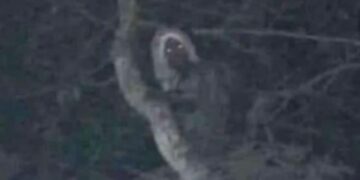 AMLO habla de un «Aluxe» durante la construcción del Tren Maya