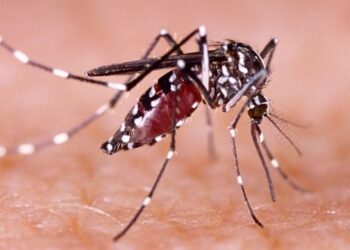 Dengue, en riesgo de pandemia en Tamaulipas