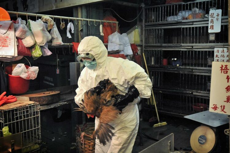 Casos de virus H5N1: ¿Qué sucede en el mundo?