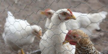3 granjas de pollo en Aguascalientes han sido puestas en cuarentena por influenza aviar