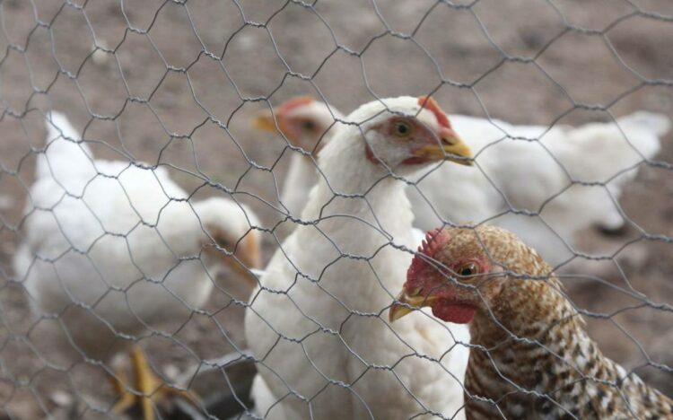 3 granjas de pollo en Aguascalientes han sido puestas en cuarentena por influenza aviar