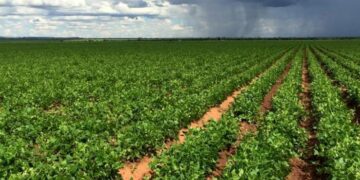 Bombardeo de nubes benefició 738 mil hectáreas de cultivos 