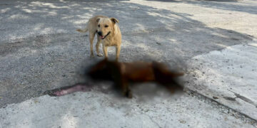 Envenenan a 4 perros en Victoria