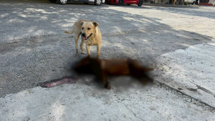 Envenenan a 4 perros en Victoria