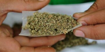 Otorgan 12 permisos para fumar marihuana en Tamaulipas