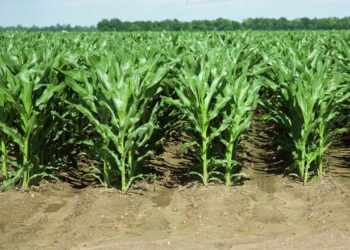 Bombardeo de nubes en Tamaulipas beneficiará 650 mil hectáreas