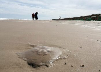 Bandera Azul: Alertan por aparición de medusas en Playa Miramar