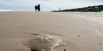 Bandera Azul: Alertan por aparición de medusas en Playa Miramar