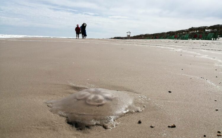 Bandera Azul: Alertan por aparición de medusas en Playa Miramar