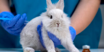 Canadá Prohíbe Pruebas en Animales para Productos Cosméticos