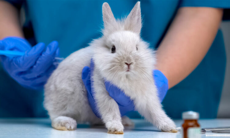 Canadá Prohíbe Pruebas en Animales para Productos Cosméticos