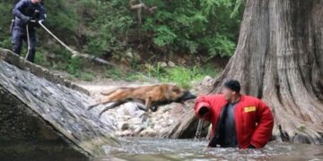 Binomios caninos de la Guardia Estatal reciben capacitación especializada
