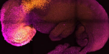 Nueva Técnica Crea Estructuras Similares a Embriones Humanos, Potenciando la Investigación del Desarrollo Humano