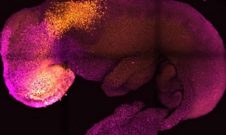 Nueva Técnica Crea Estructuras Similares a Embriones Humanos, Potenciando la Investigación del Desarrollo Humano